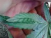 Split leaf on the Sins OG!.jpg