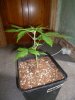 379 grow pics.jpg