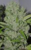 TrainXSweet64DaysFlowerMacroB2_7_04.jpg