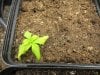 Yellow Seedling.jpg