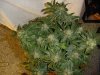 49 day old bud porn 010.jpg