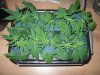 clones 7 days (1).jpg