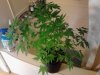 WW x BB. flowering 07-25.jpg