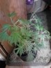 Jack Herer. flowering 07-25.jpg