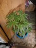 The Purps. flowering 07-25.jpg