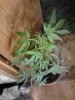 Peyote Purple. flowering 07-25.jpg