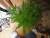 Purple Voodoo. flowering 07-25.jpg