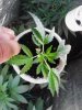 Afghan Kush x Yumbolt. veg 07-25.jpg