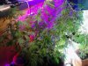 A few of the ladies. flowering .. 07-25.jpg