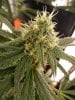 pebblez drowing and JackHerer and Bubba Kush waterfarms 012.jpg