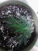 Original Berry just transplanted going into flowering 07-25.jpg