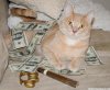 money-cat-17.jpg