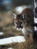 cougar-hunting-prey-in-forest.jpg