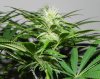 TGA Subcool Seeds Ace Of Spades - Pistil Development #1.jpg