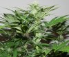 TGA Subcool Seeds Ace Of Spades - Pistil Development #3.jpg