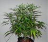 TGA Subcool Seeds Ace Of Spades - Plant Structure.jpg