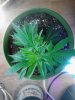 OB clone flowering. 08-01.jpg