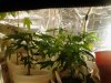 Clones on top. Previous grow & this grow clones. 08-02.jpg