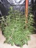 vortex dif pheno.jpg