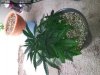 20130805_130649.jpg