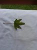 IMG_20130807_155543.jpg