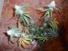 fruity pebbles OG Kush harvest summer 2013 028.jpg