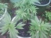 hgs super bud f2.jpg