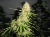 first grow 8 15 13 004.jpg