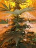 White widow 055.jpg