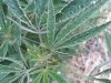 20130810_195245.jpg