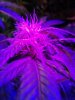 Purple Voodoo#3 plant. cola#2of2. 08-14.jpg