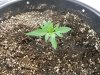 Extrema 10 days old from seed..jpg