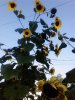 Little Sunflowers 08-22.jpg