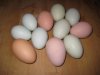 ameracuna-chicken-eggs.jpg