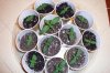 grow 019.jpg