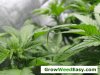 cannabis-leaves-tips-down N toxicity.jpg