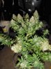 GROW_9.5.13 011.jpg