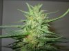 #17a Cindy 51 days flowering.jpg