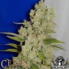 Ceres_Seeds_White_Widow.jpg