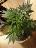 tops filling in nice an even. Afghan Kush x Yumbolt. 09-17.jpg
