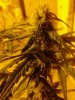 2 of 3 cola's. AK-49 (auto) 09-23.jpg