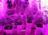 Grow Room 027.jpg