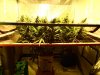 jack herer wf 60 day flower 001.jpg