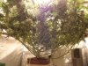 jack herer wf 60 day flower 002.jpg