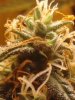 Trichs are 10% cloudy- amber. as of 10-01 AK-49.jpg