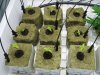 seedlings.jpg