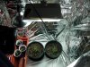 Plant Transplanted Day 20.jpg