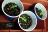 NewSprouts_Day16.jpg