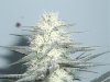 bud 080.jpg