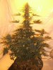 White widow 070.jpg